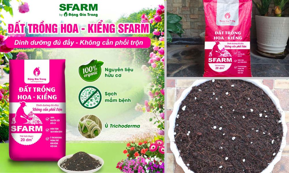 Đất trồng tulip trong chậu Đất trồng tulip trong chậu