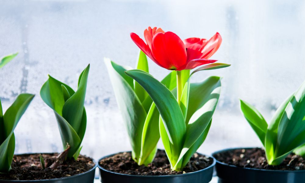 Trồng hoa tulip trong chậu Trồng hoa tulip trong chậu