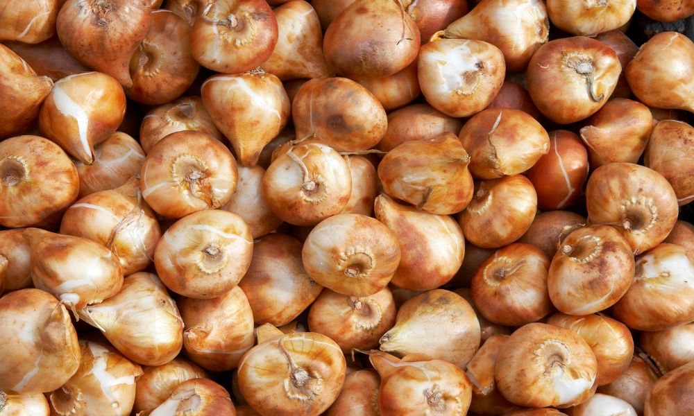 Củ giống hoa tulip đạt chất lượng Củ giống hoa tulip đạt chất lượng