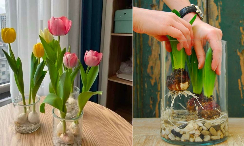 Cách trồng hoa tulip trong nước Cách trồng hoa tulip trong nước