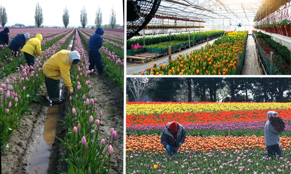 Thu hoạch hoa tulip khi bông vừa xé nụ, đã có màu Thu hoạch hoa tulip khi bông vừa xé nụ, đã có màu