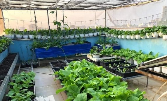 Hướng dẫn kỹ thuật trồng rau trên sân thượng