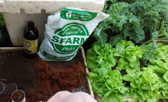 Cách làm đất trồng rau sạch tại nhà