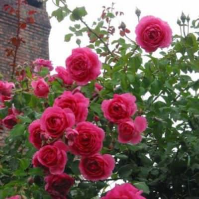 Cách trồng hoa hồng leo tường vi
