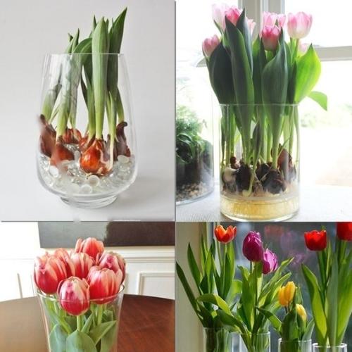 Hoa Tulip Dep (3)