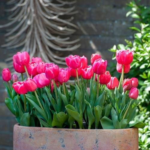 Hoa Tulip Dep (6)