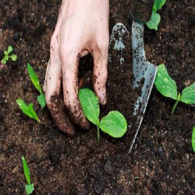cách xử lý đất trước khi trồng rau tại nhà