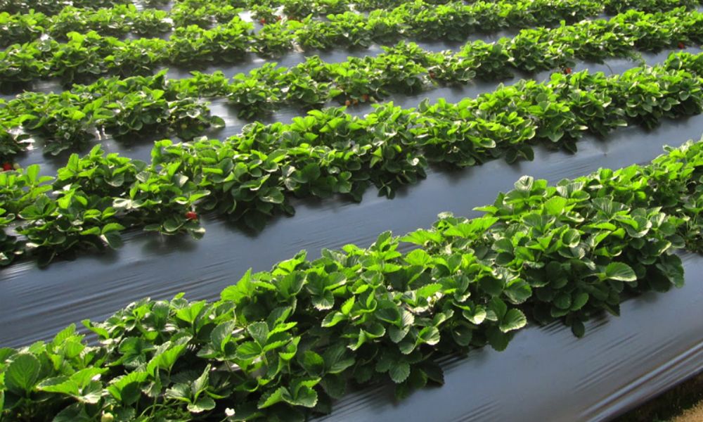 Sau khi lên luống, phủ màng nông nghiệp với mặt bạc hướng lên trên Sau khi lên luống, phủ màng nông nghiệp với mặt bạc hướng lên trên