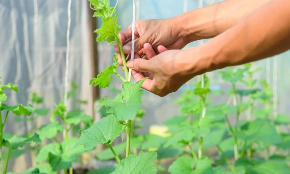 Bấm ngọn đúng cách sẽ giúp cây ra trái Bấm ngọn đúng cách sẽ giúp cây ra trái