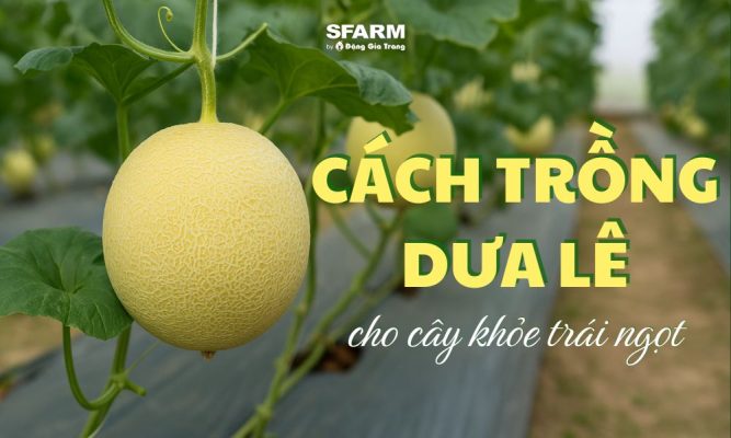 cách trồng dưa lê