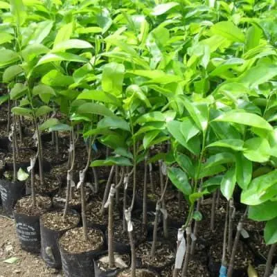 Kỹ thuật trồng mãng cầu xiêm từ cây ghép