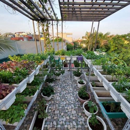 Kỹ thuật trồng rau trên sân thượng