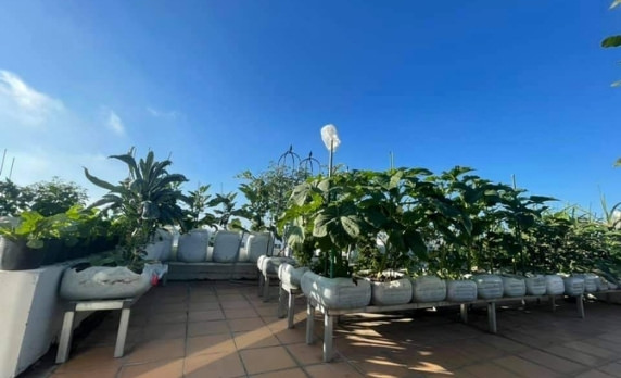 Sắm ngay những hạt giống rau tươi trong mùa hè để trổ tài trồng rau trên sân thượng của mình với SFARM. Xem hình ảnh để cảm nhận sự tươi mới và ngon miệng của các loại rau mùa hè trên sân thượng.