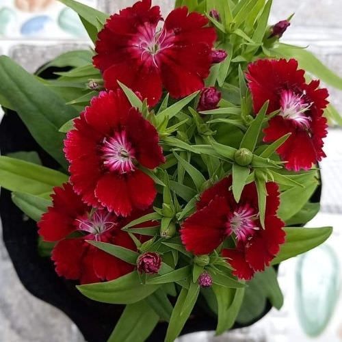 Sắc hoa cẩm chướng đỏ