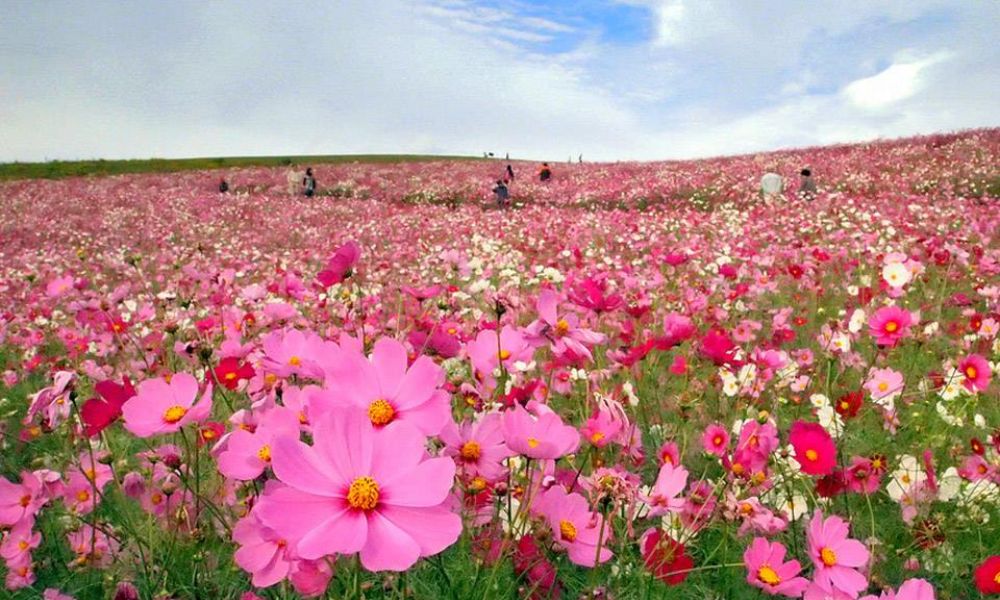 Hoa sao nhái có tên khoa học là Cosmos bipinnatus