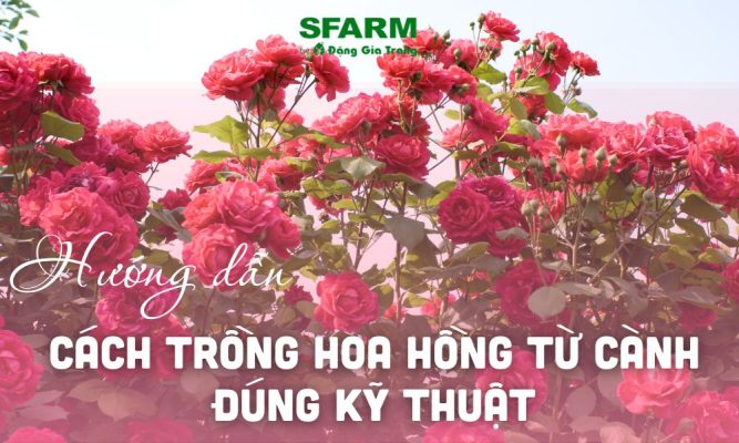 bi quyet giam canh hoa hong cho ti le song hon 80 thumb