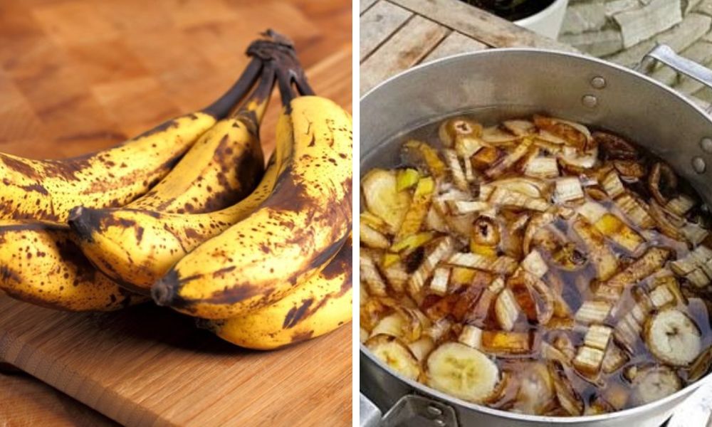 Cách làm dịch chuối tưới cây tại nhà hiệu quả, dễ thực hiện