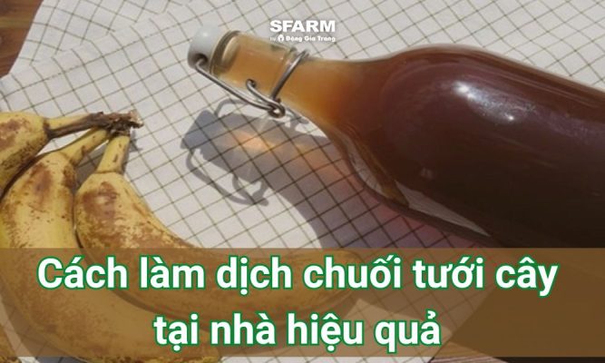 Cách làm dịch chuối tưới cây tại nhà hiệu quả, dễ thực hiện