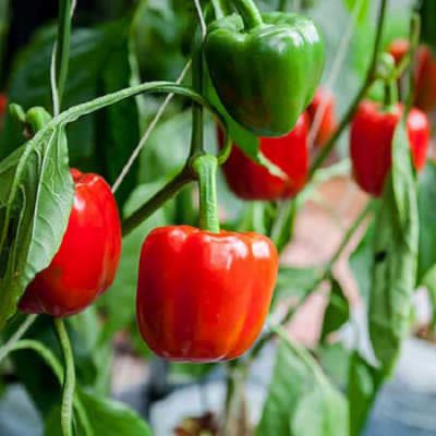 Cách trồng ớt chuông tại nhà cho trái chuẩn nhà vườn