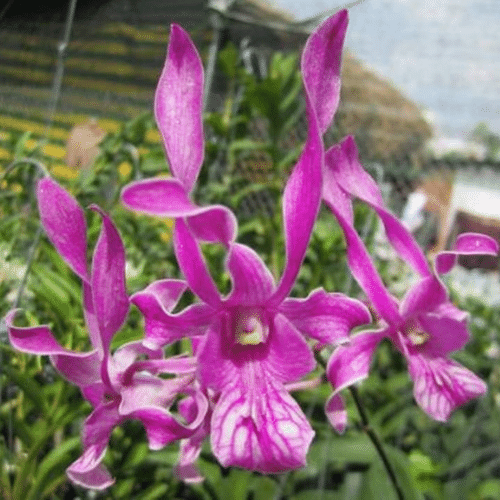 47 Hoa Lan Dendro Nắng – Ý nghĩa, cách trồng và chăm sóc ra hoa đẹp mới nhất