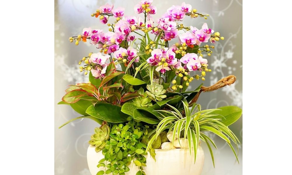 Hướng dẫn cách chăm sóc lan hồ điệp sau Tết chi tiết, ra hoa liên tục
