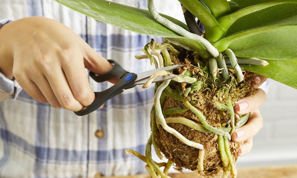 Hướng dẫn cách chăm sóc lan hồ điệp sau Tết chi tiết, ra hoa liên tục