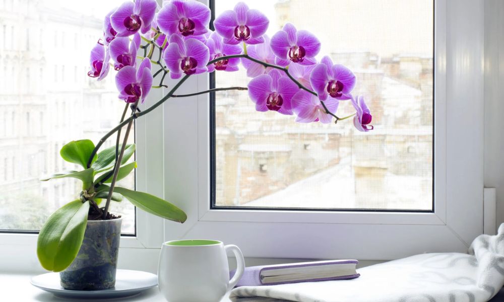 Hướng dẫn cách chăm sóc lan hồ điệp sau Tết chi tiết, ra hoa liên tục