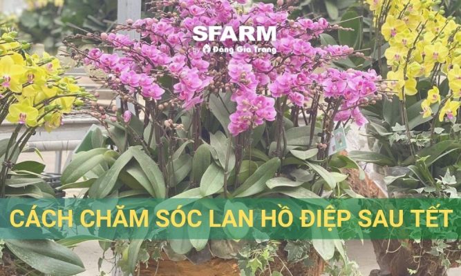 Hướng dẫn cách chăm sóc lan hồ điệp sau Tết chi tiết, ra hoa liên tục
