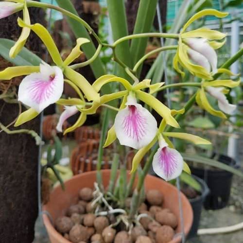 Cách nhận biết lan Brassavola