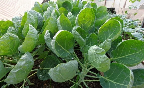 Hướng dẫn trồng và chăm sóc rau cải rổ tại nhà - Sfarm