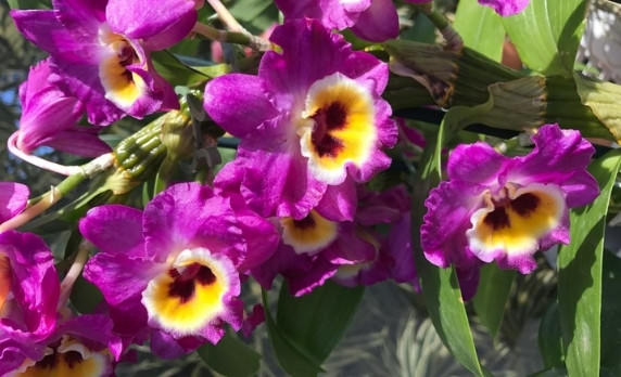 Lan dendro Xuân: Cách trồng & chăm sóc ra hoa rực rỡ - Sfarm