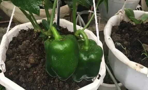 Cách trồng ớt chuông tại nhà cho trái chuẩn nhà vườn - Sfarm