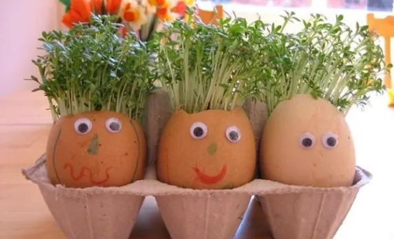 Cách sử dụng vỏ trứng gà trồng rau hiệu quả