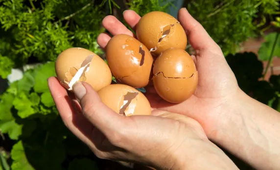 Vỏ trứng là gì? Thành phần, công dụng và cách dùng