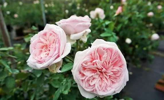 Bật mí cách trồng hoa hồng cổ Sapa cực to và ngát hương