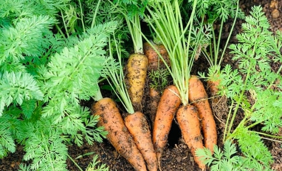 cách trồng cà rốt tại nhà