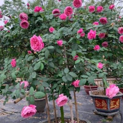 Cách trồng hoa hồng cổ sapa