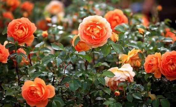 Cách trồng hoa hồng trong vườn ngát hương rực rỡ | Sfarm