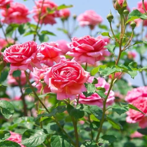 Cách trồng hoa hồng trong vườn