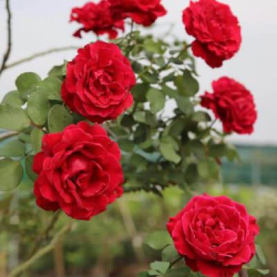 Cách trồng & chăm sóc hồng cổ Hải Phòng sai hoa rực rỡ