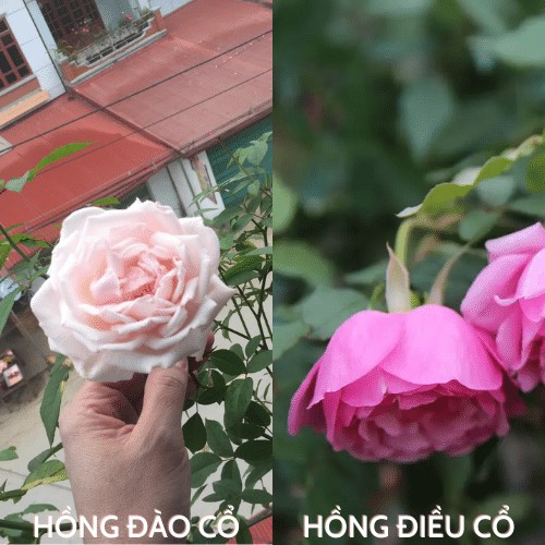 Hoa Hong Dao Co Dep 0.png