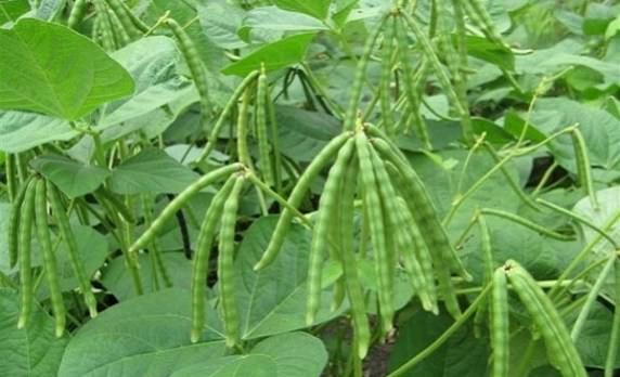 Kỹ thuật trồng đậu đen đạt năng suất cao nhất - Sfarm