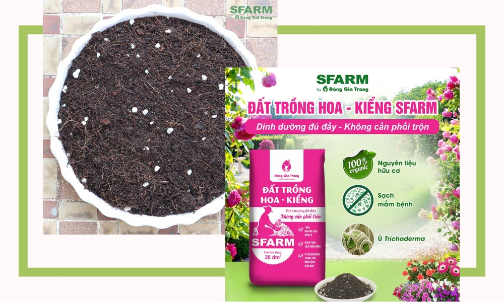 SFARM cung cấp sỉ đất trồng hoa kiểng chất lượng