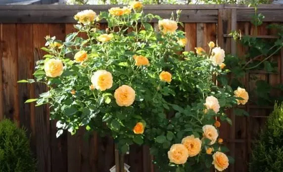 Kỹ thuật trồng và chăm sóc hoa hồng thân gỗ