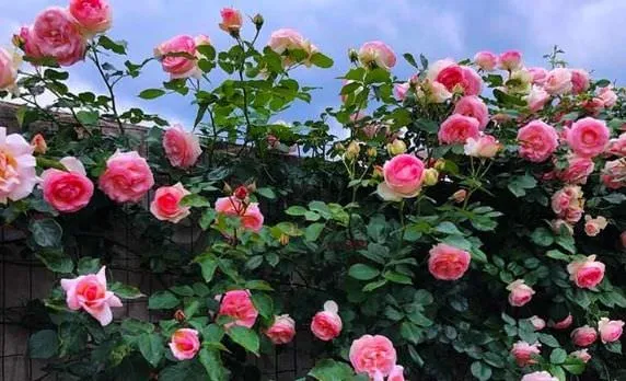 Top 11 loại hoa hồng cổ quý nhất đẹp ngất ngây