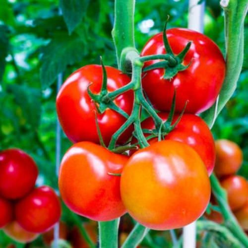 Cà chua là loài cây ưa sáng