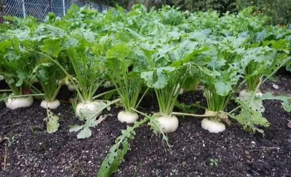 trồng củ cải trắng