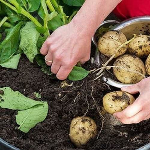 trồng khoai tây trong chậu