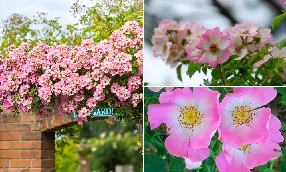 Hoa hồng leo Kew Rambler