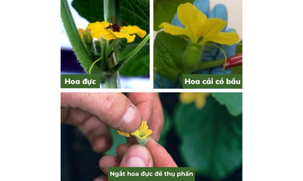 Cách thụ phấn dưa lưới